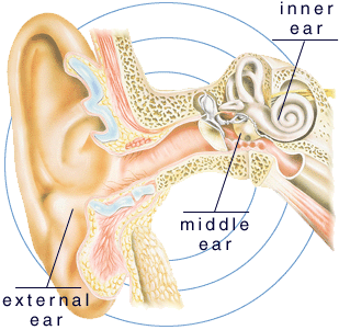 the cross section of a ear